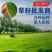 宽叶草种子耐旱草种工程绿化固坡护土耐旱草种