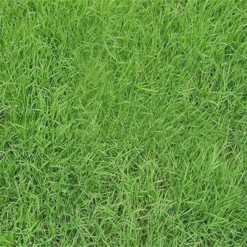 宽叶草种子耐旱草种工程绿化固坡护土耐旱草种