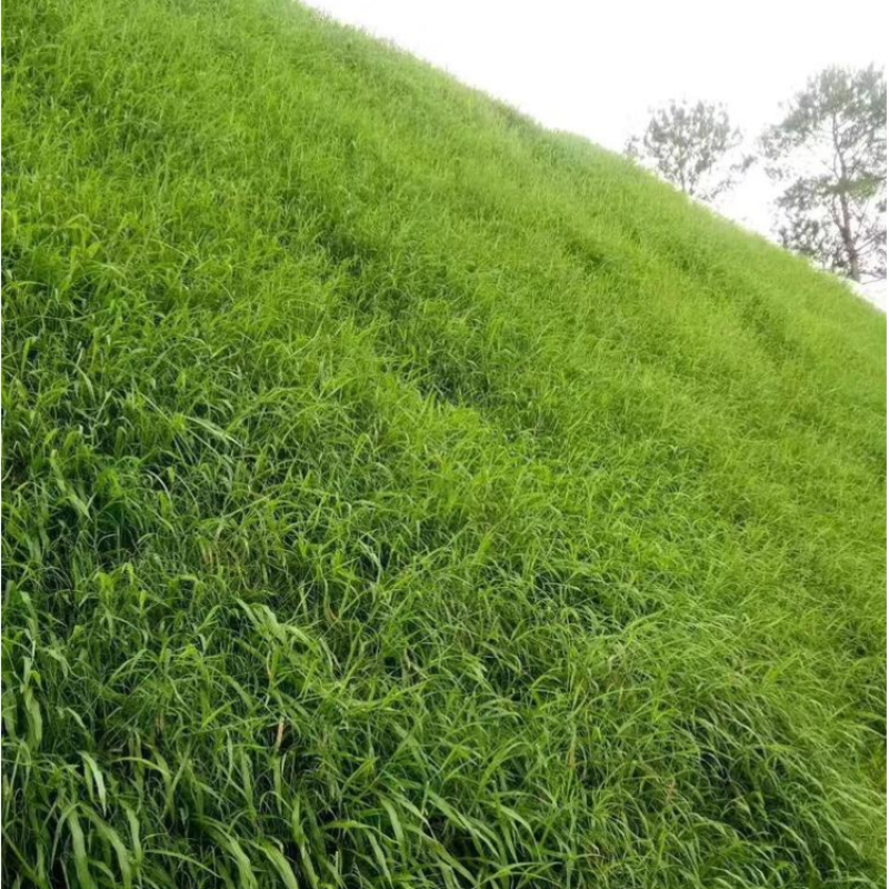 宽叶草种子耐旱草种工程绿化固坡护土耐旱草种