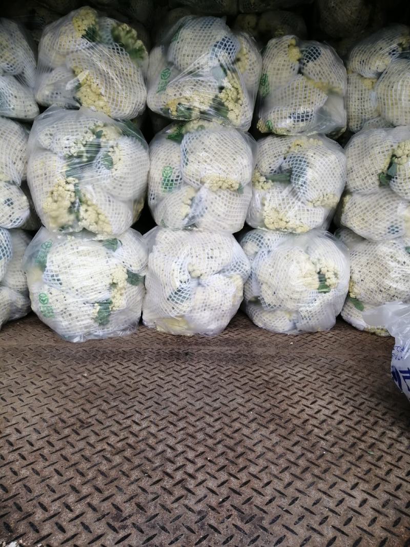 湖北散花菜甘蓝已上市，现摘现发，当天发货，全国代发，欢迎咨询