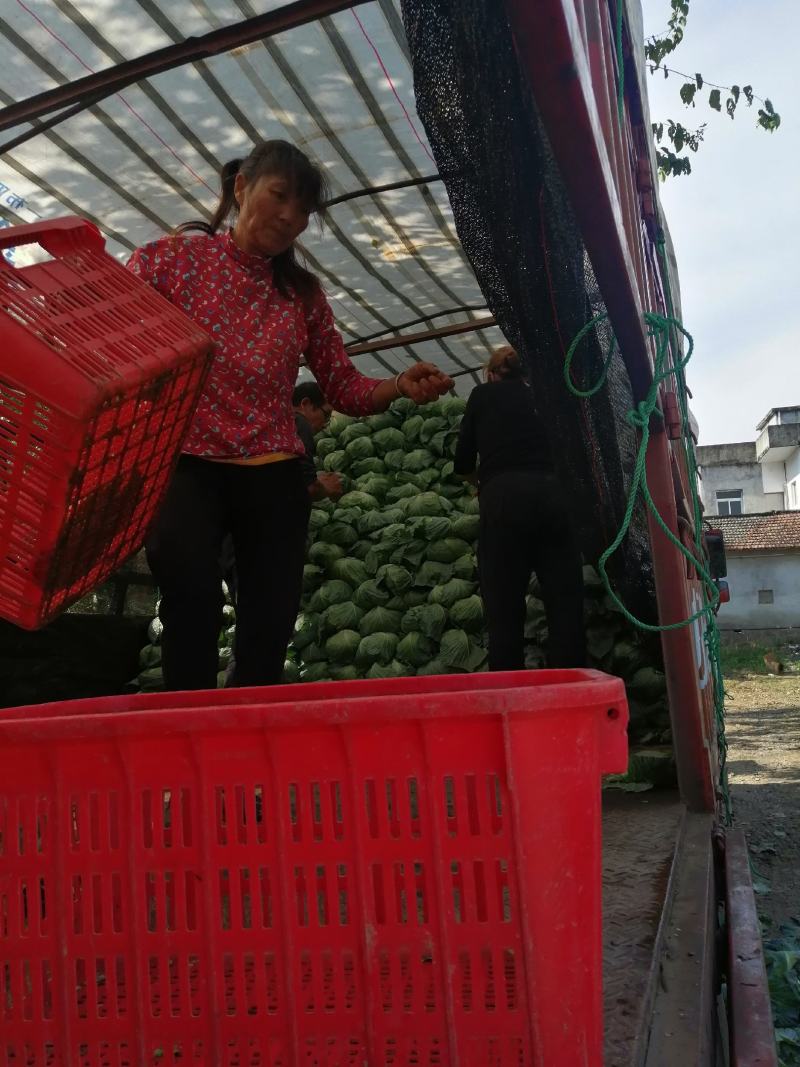 湖北散花菜甘蓝已上市，现摘现发，当天发货，全国代发，欢迎咨询
