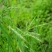 披碱草种子四季牧草耐寒耐旱耐碱草种抗风沙草种量大优惠