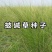 披碱草种子四季牧草耐寒耐旱耐碱草种抗风沙草种量大优惠