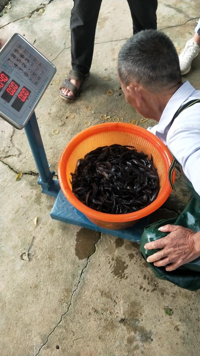 南方大口鲶鱼苗大量出售，一手货源，产地直供，欢迎来电订购