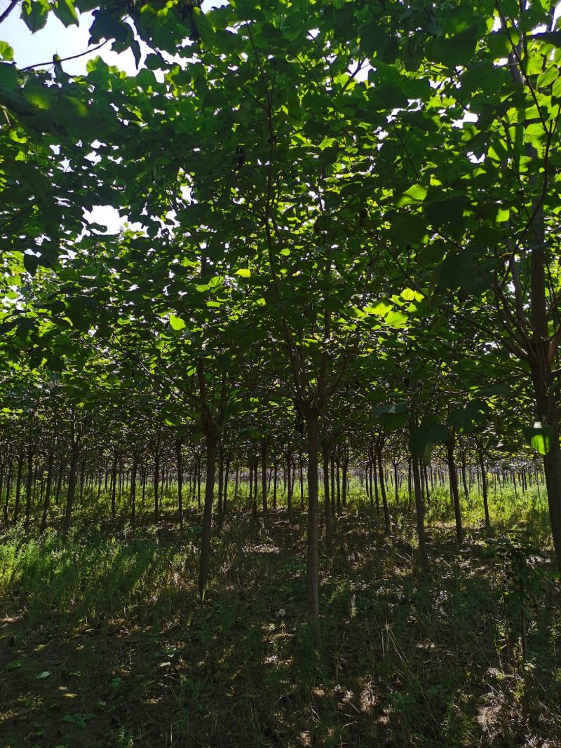 梓树1公分3公分5公分8公分10公分12公分规格齐全