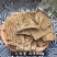 杜仲1000克中药材杜仲皮野生正品杜仲杜仲茶杜仲粉泡酒