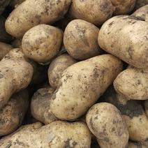 《土豆》绥化荷兰十五土豆。质量保证。产地直销。供应全国。