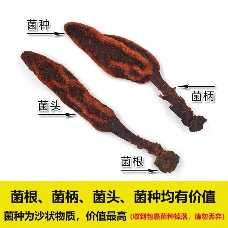 云南野生回春草不老草泡酒料新货包邮顶天柱新货滋补配锁阳肉