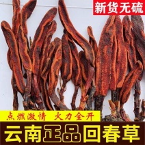 云南野生回春草不老草泡酒料新货包邮顶天柱新货滋补配锁阳肉