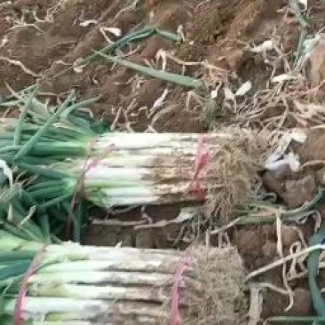 河北大葱长白大葱大量有货产地直供视频看货品质保证诚信经营