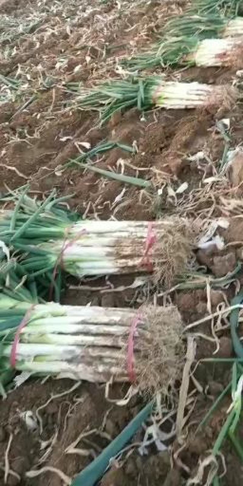 河北大葱长白大葱大量有货产地直供视频看货品质保证诚信经营