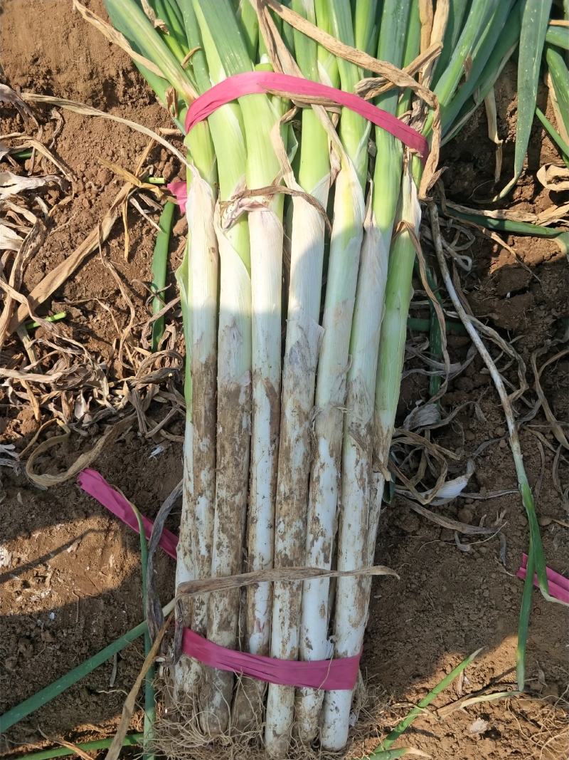 河北大葱长白大葱大量有货产地直供视频看货品质保证诚信经营