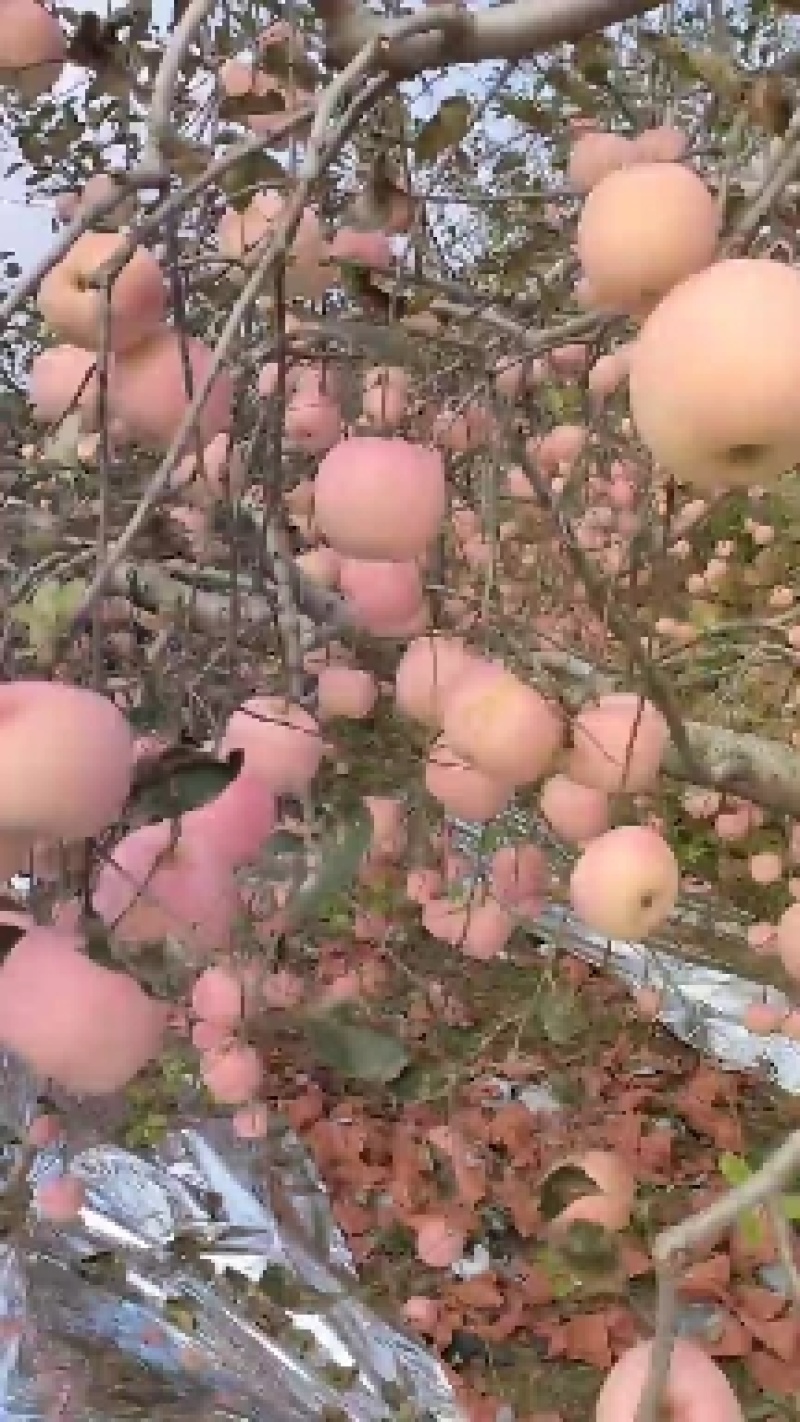 苹果上市