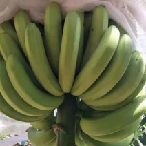 云南香蕉全国发货对接电商市场商超可视频看货