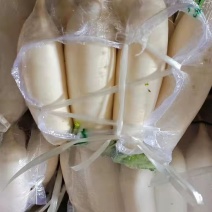 万亩萝卜上市了…………………………………………………