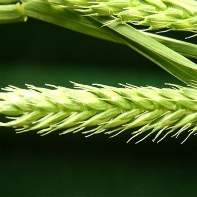 冰草种子草坪种子护坡草种耐旱抗寒种子高产种子量大优惠