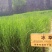 冰草种子草坪种子护坡草种耐旱抗寒种子高产种子量大优惠