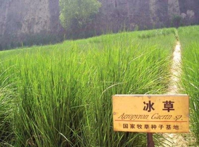 冰草种子草坪种子护坡草种耐旱抗寒种子高产种子量大优惠