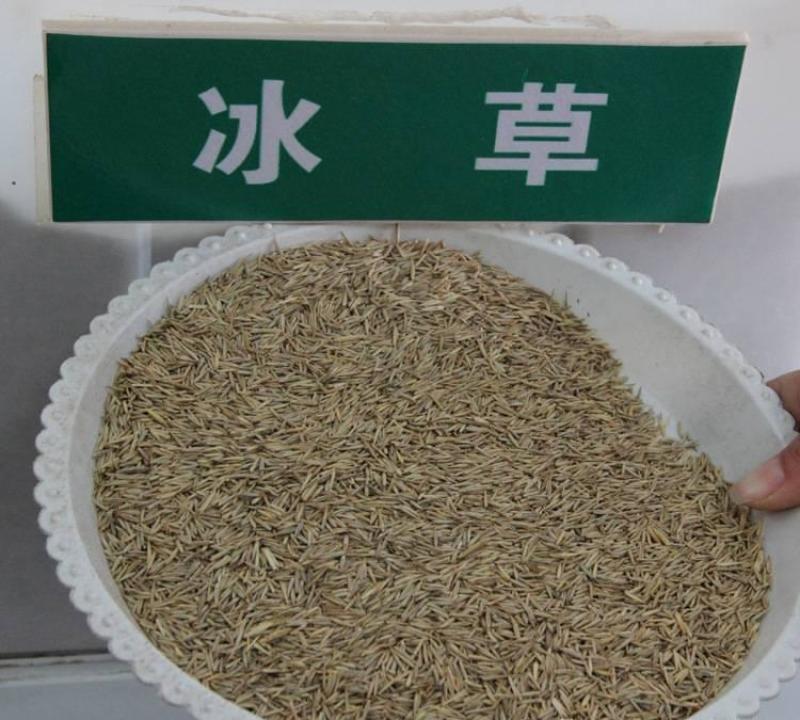 冰草种子草坪种子护坡草种耐旱抗寒种子高产种子量大优惠