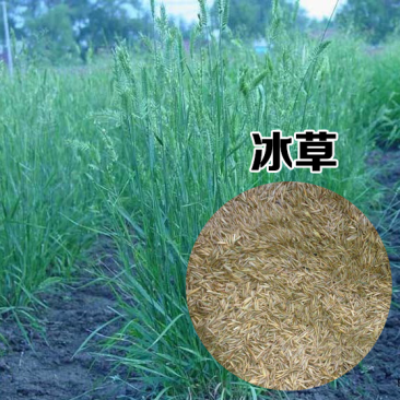 冰草种子草坪种子护坡草种耐旱抗寒种子高产种子量大优惠