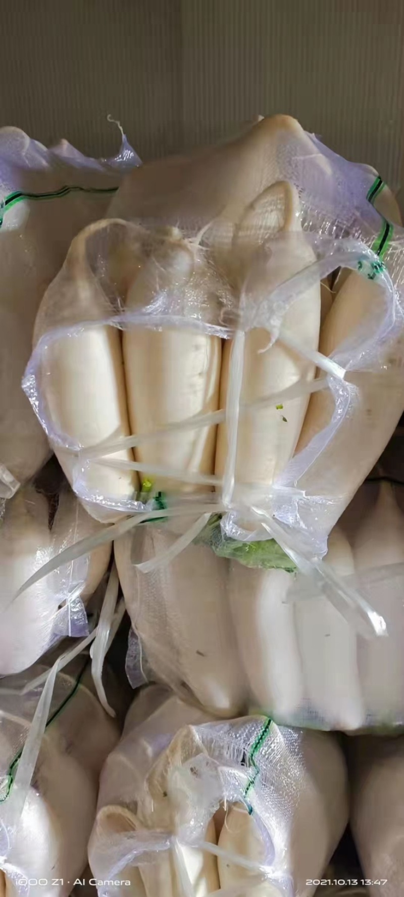 万亩萝卜上市了…………………………………………………