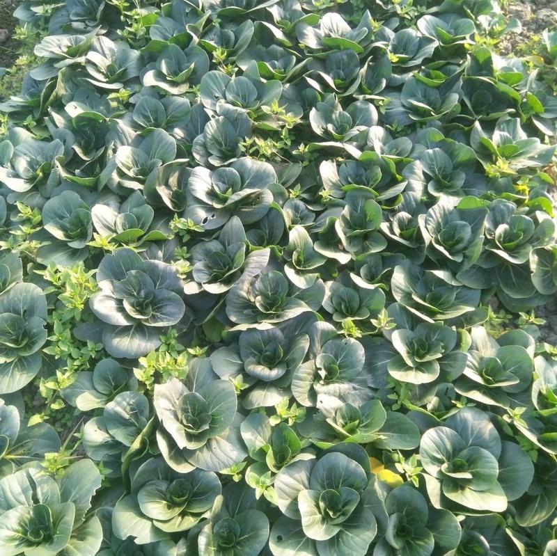【高品质】耐寒矮脚青菜种子冬绿越冬耐低温耐抽苔