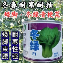 【高品质】耐寒束腰青梗菜种子冬绿耐低温耐抽苔商品性佳