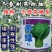 【高品质】耐寒束腰青梗菜种子冬绿耐低温耐抽苔商品性佳