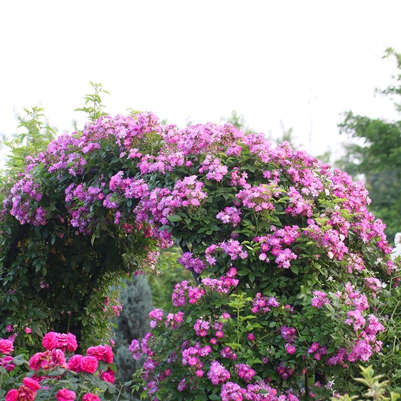 四季开花蔷薇花室内外爬藤绿植物蔷薇花庭院盆栽
