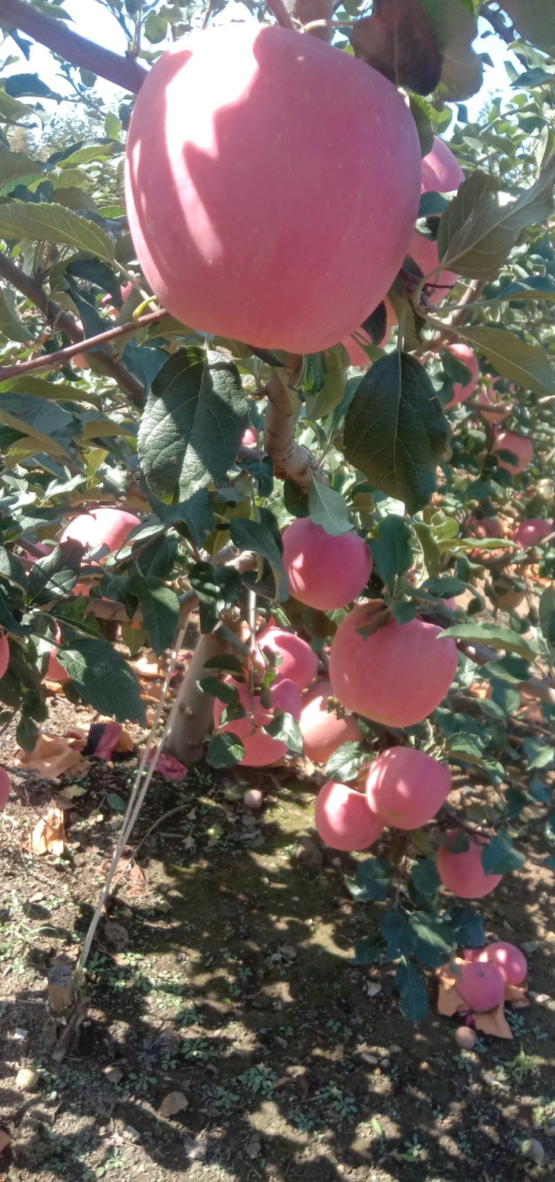 红富士苹果，甜脆可口。