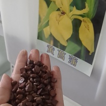 黄菖蒲花苗水生植物花卉黄鸢尾湿地绿化水栽地栽工程绿化香蒲