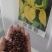 黄菖蒲花苗水生植物花卉黄鸢尾湿地绿化水栽地栽工程绿化香蒲