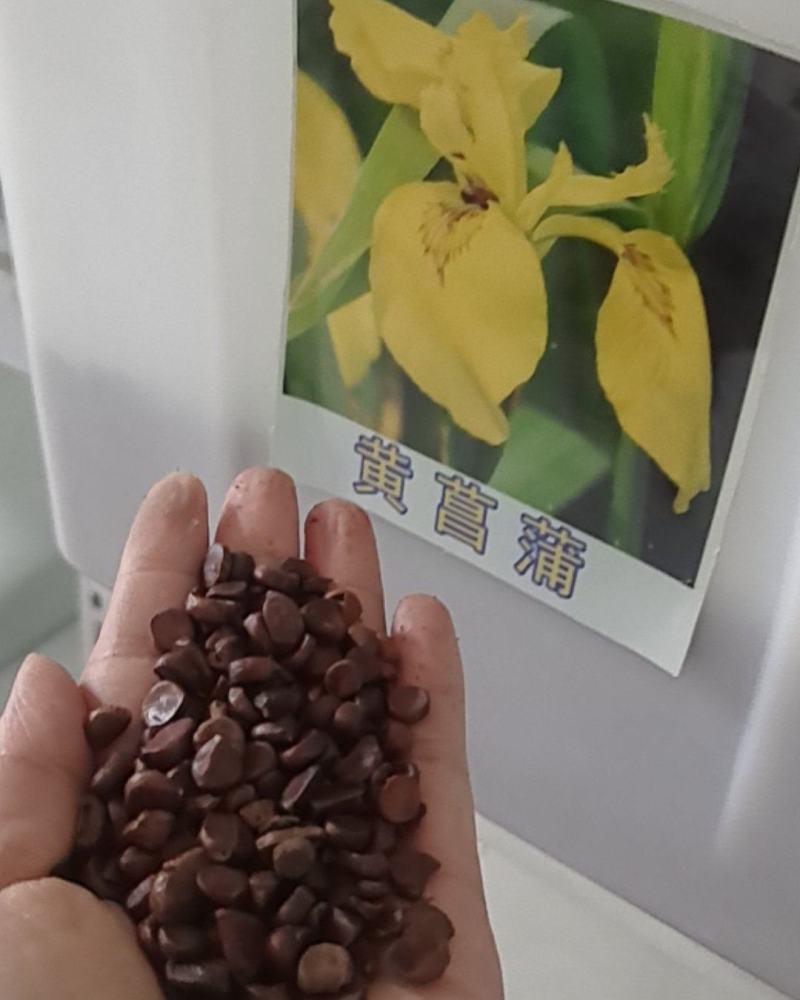 黄菖蒲花苗水生植物花卉黄鸢尾湿地绿化水栽地栽工程绿化香蒲