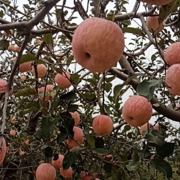 长富二号苹果