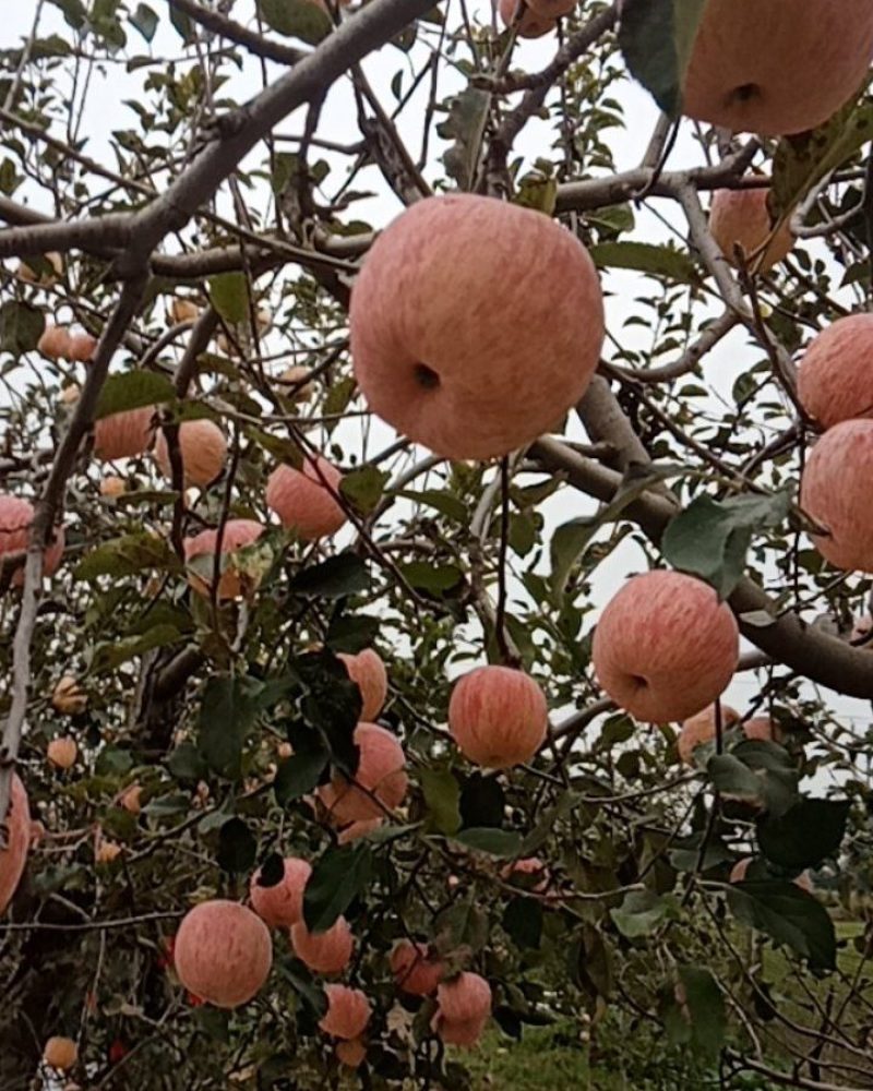 长富二号苹果