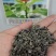 玩具熊向日葵种子/种籽矮生太阳花观赏盆栽四季庭院种植鲜