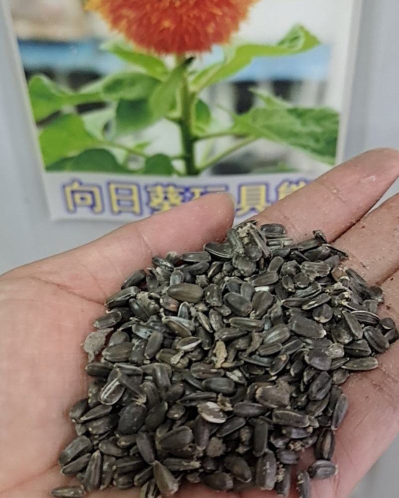 玩具熊向日葵种子/种籽矮生太阳花观赏盆栽四季庭院种植鲜