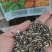 万寿菊种子臭橘臭芙蓉耐寒四季播种草花阳台盆栽工程绿化