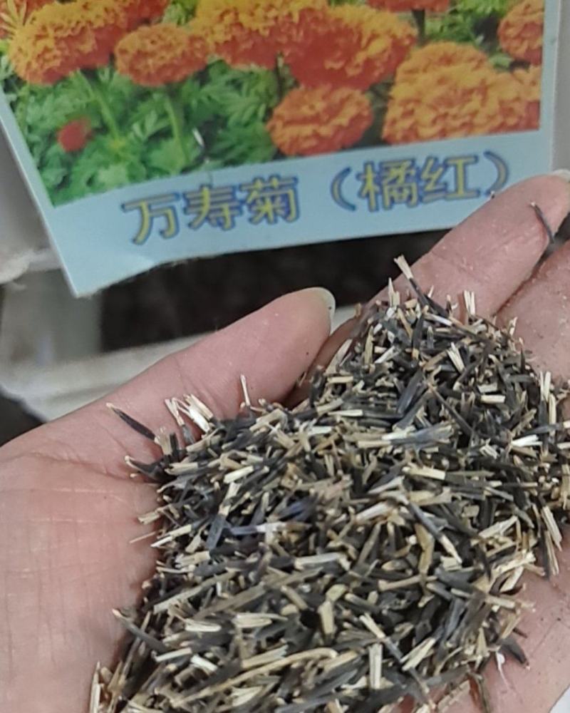 万寿菊种子臭橘臭芙蓉耐寒四季播种草花阳台盆栽工程绿化