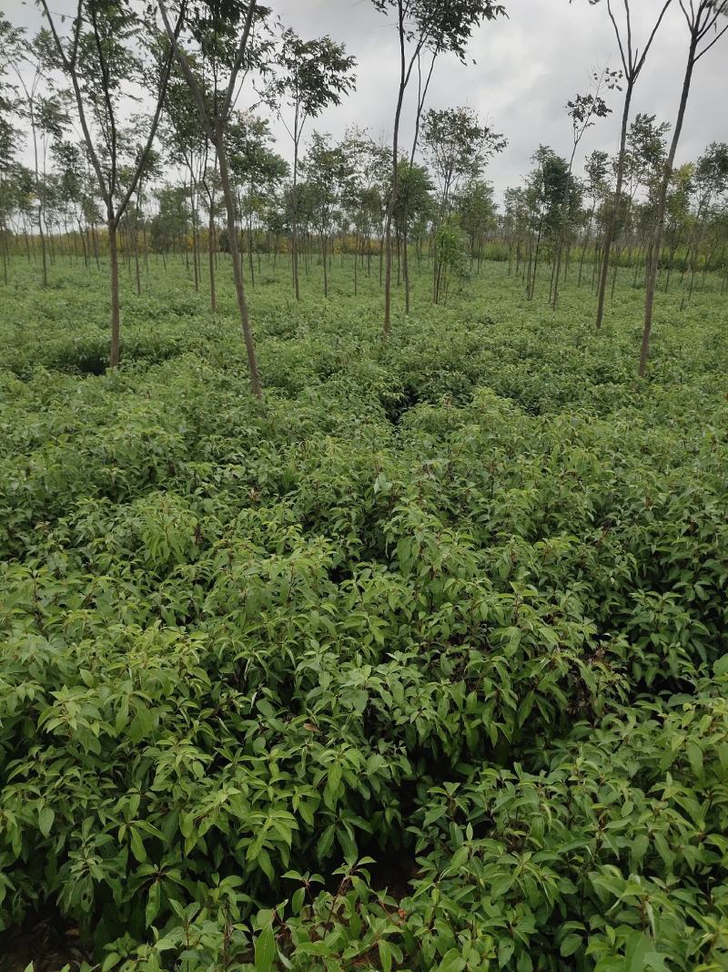 江西香樟小苗，小叶樟，樟树杯苗地苗大量，带土球。