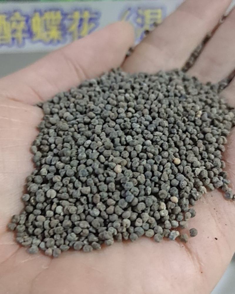 醉蝶花苗绿化苗种子醉蝶花种子长的像蝴蝶的花、醉蝶花小苗花