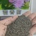 霍香蓟种子蓝花冠藿香蓟花籽四季播易种阳台庭院盆栽花卉花