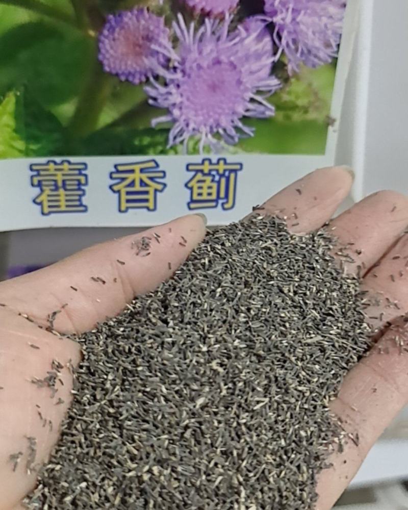 霍香蓟种子蓝花冠藿香蓟花籽四季播易种阳台庭院盆栽花卉花