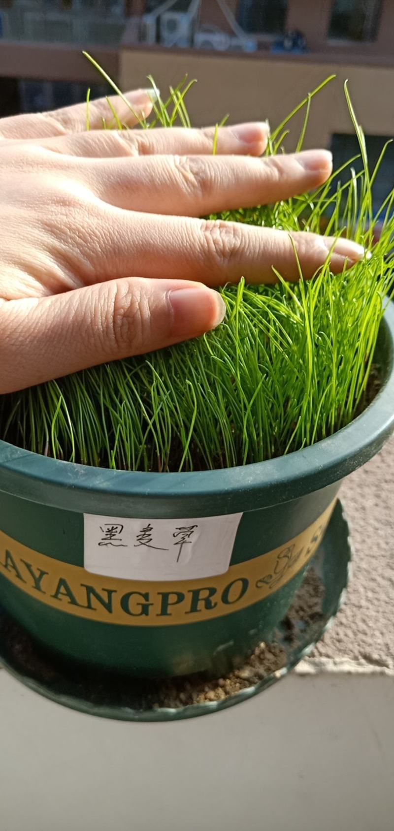 草坪黑麦草种子进口黑麦草多年生草坪绿化护坡矮生绿化草籽