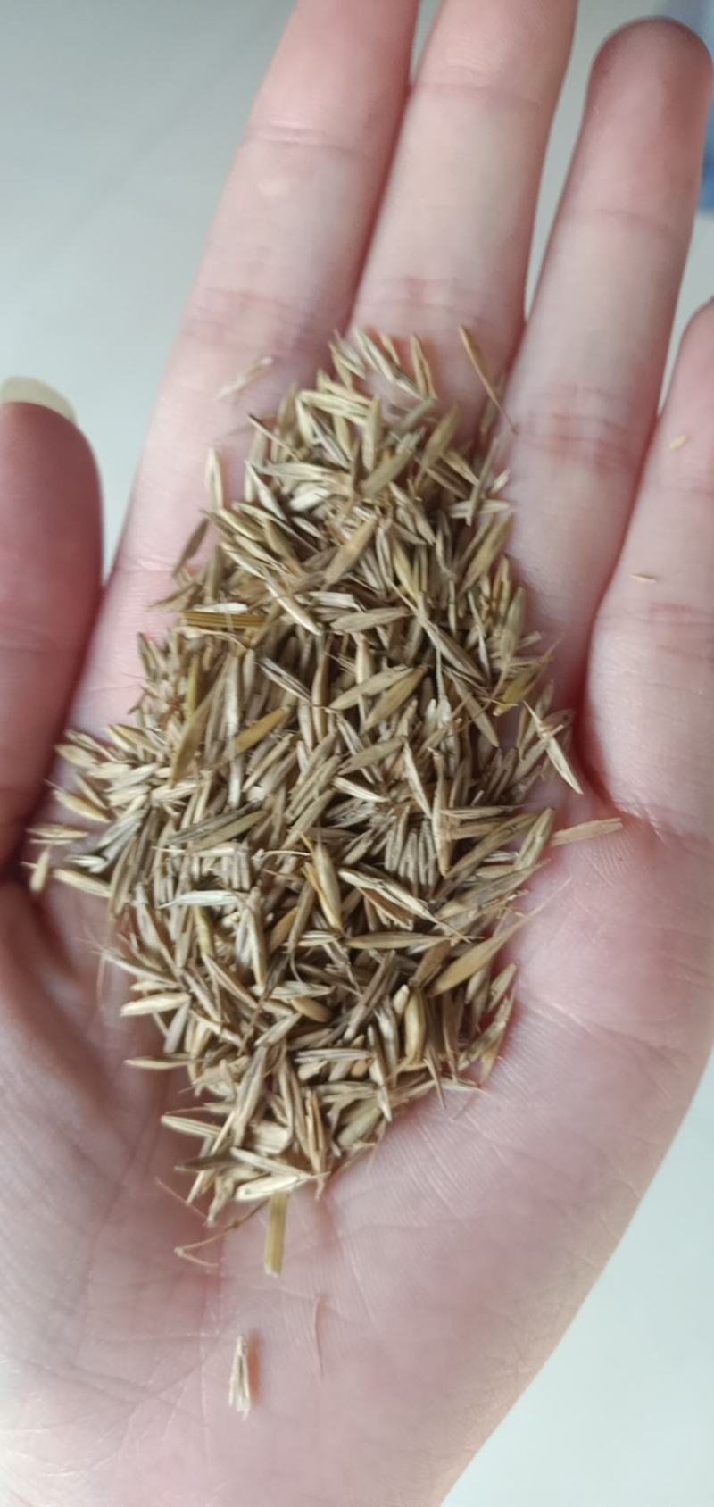 草坪黑麦草种子进口黑麦草多年生草坪绿化护坡矮生绿化草籽
