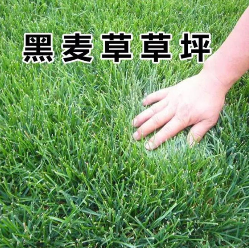 草坪黑麦草种子进口黑麦草多年生草坪绿化护坡矮生绿化草籽
