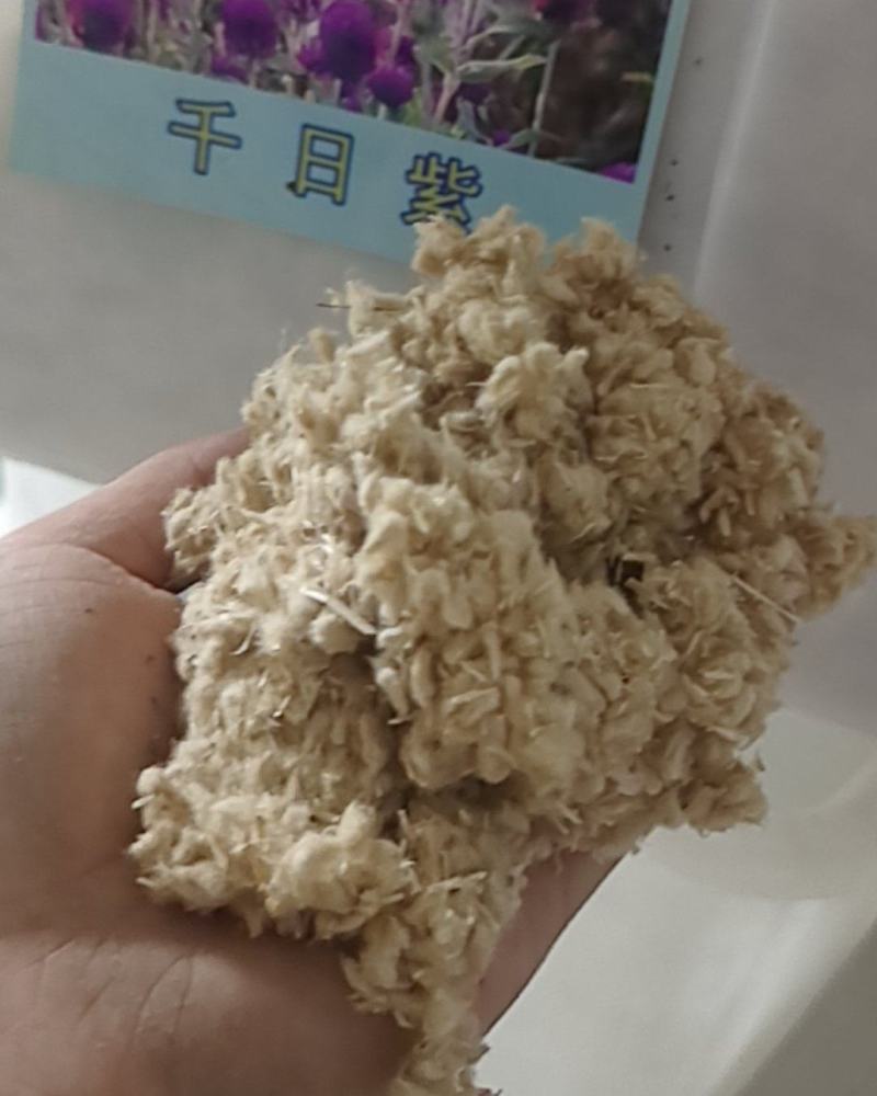 千日红、白、紫、粉种子室内室外阳台盆栽花海易种活四季开花