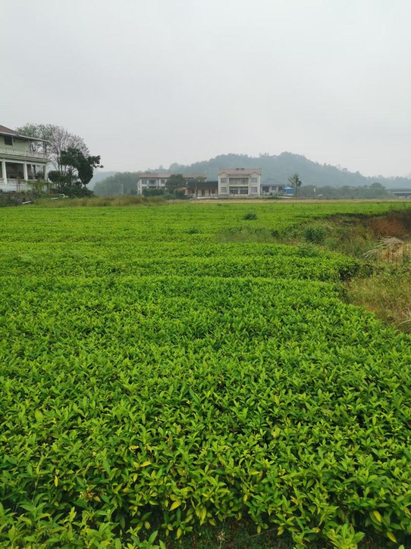 茶苗产地直供！苗好，粗壮根系发达，成活率高，欢迎新老顾客