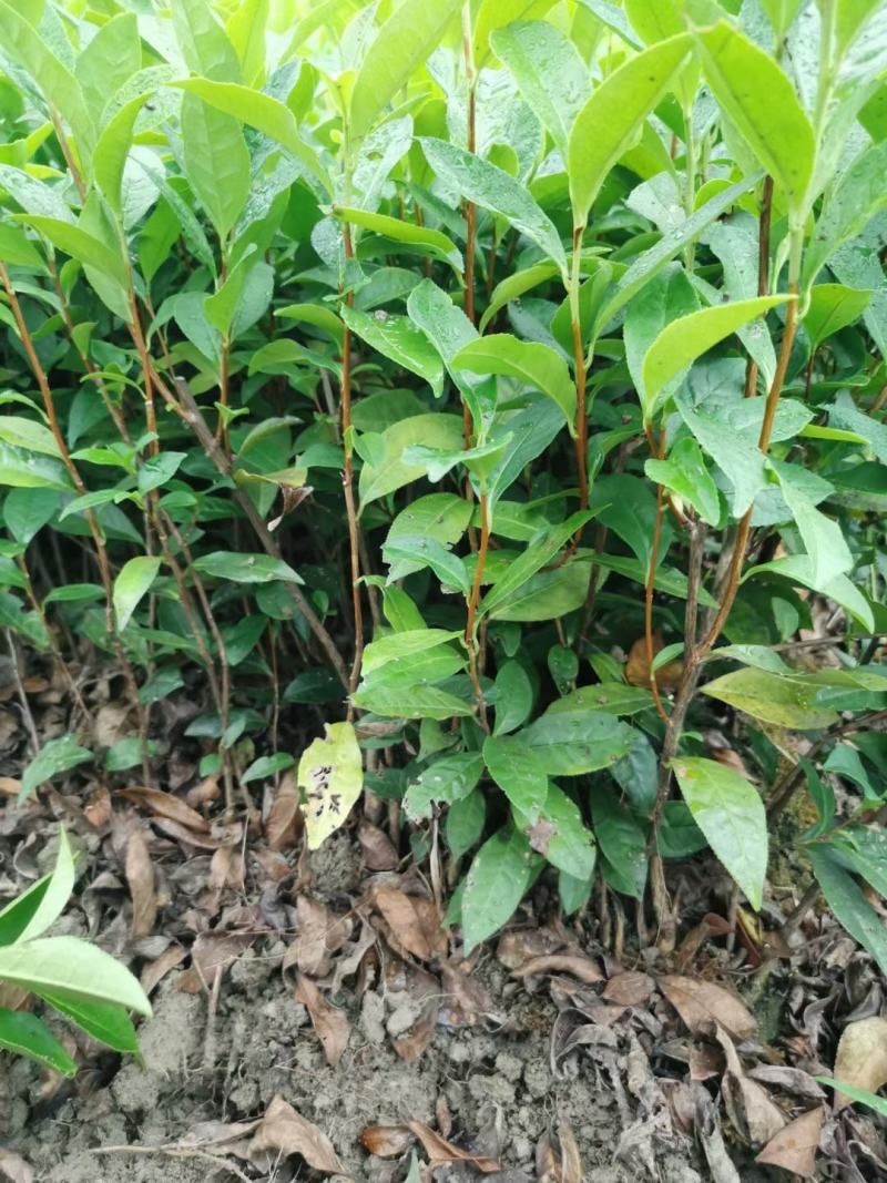 茶苗产地直供！苗好，粗壮根系发达，成活率高，欢迎新老顾客