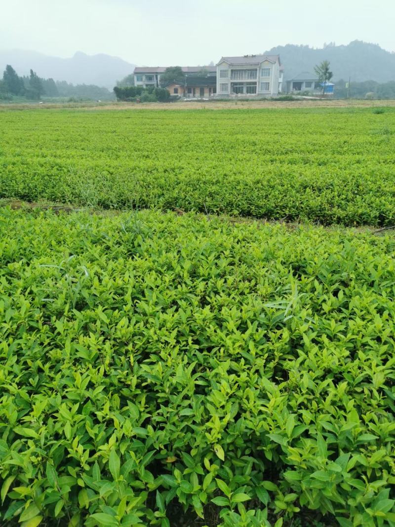 茶苗产地直供！苗好，粗壮根系发达，成活率高，欢迎新老顾客